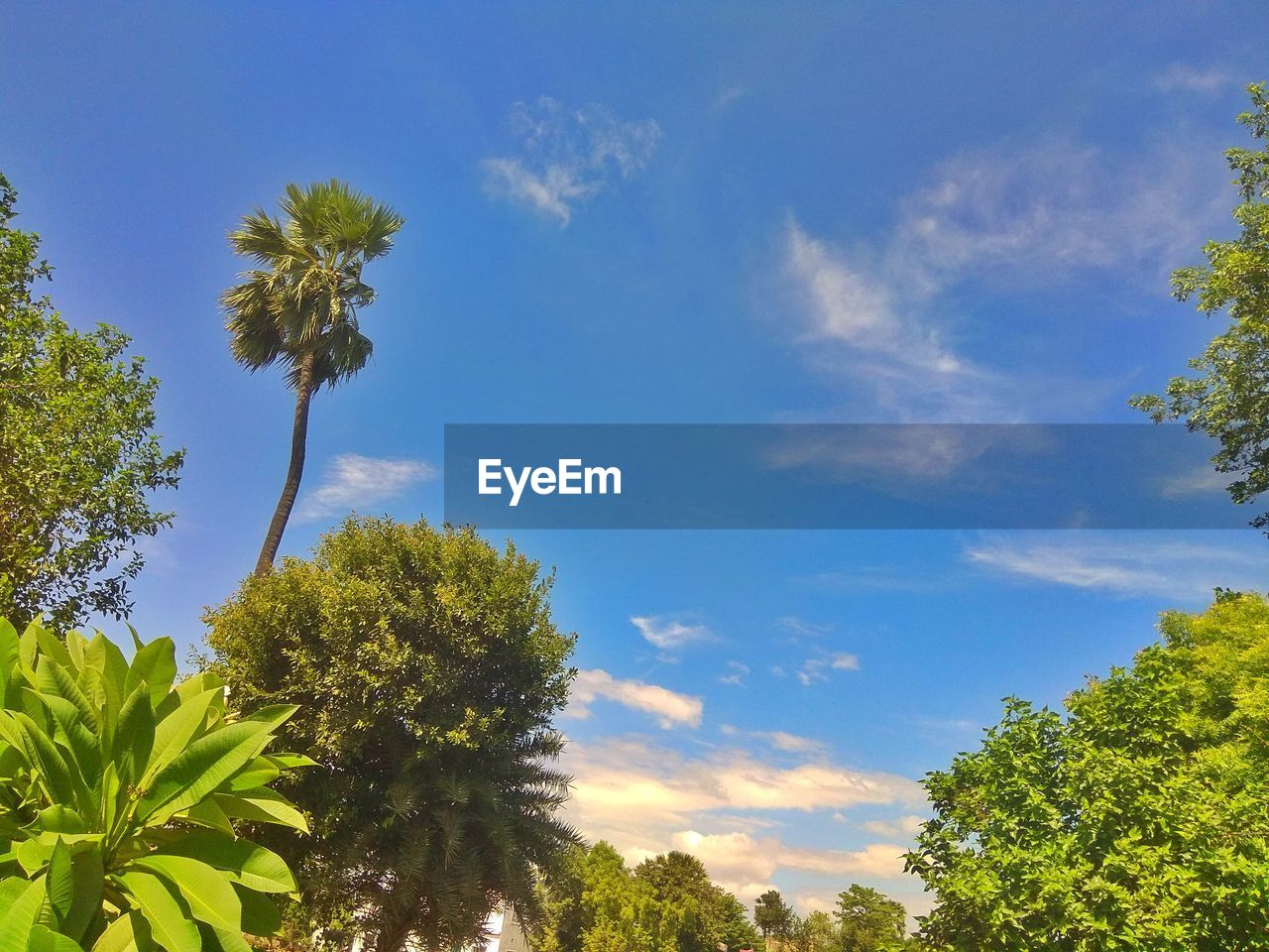 LOW ANGLE VIEW OF PLANTS AGAINST SKY