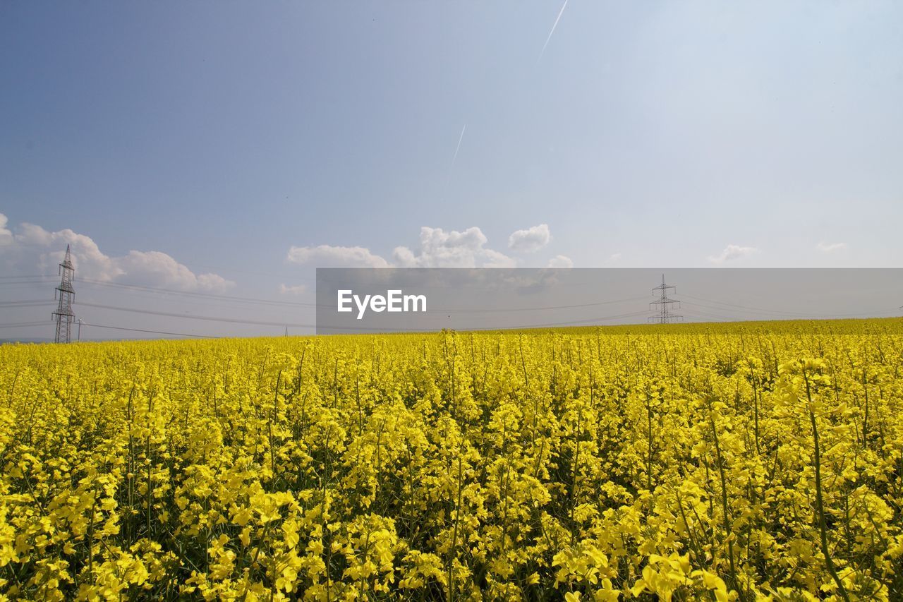 Scenic view of oilseed rape field against sky