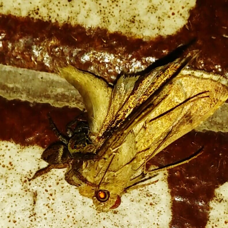 CLOSE-UP OF INSECT ON YELLOW WALL
