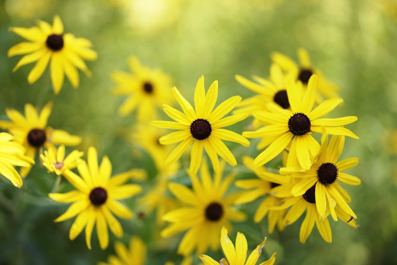 Close-up of black-eyed yellow flowers blooming outdoors