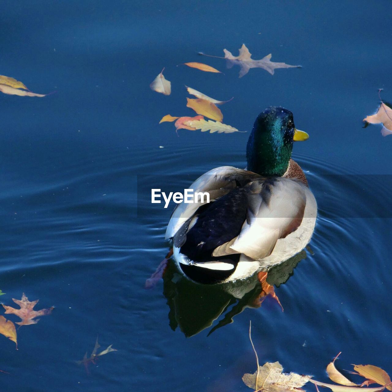 Duck in water