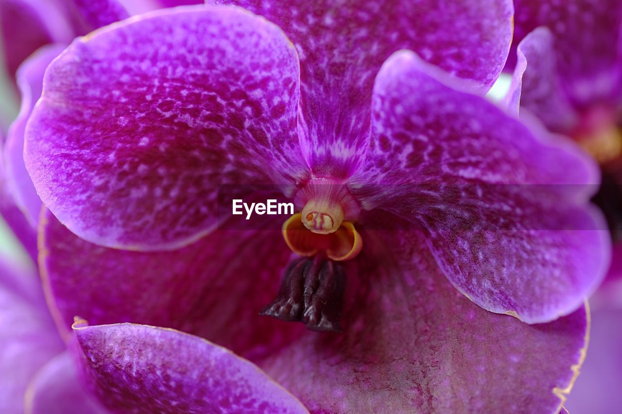 CLOSE-UP OF BUMBLEBEE ON PURPLE FLOWER
