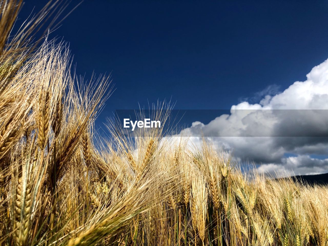 Crops growing on field against sky