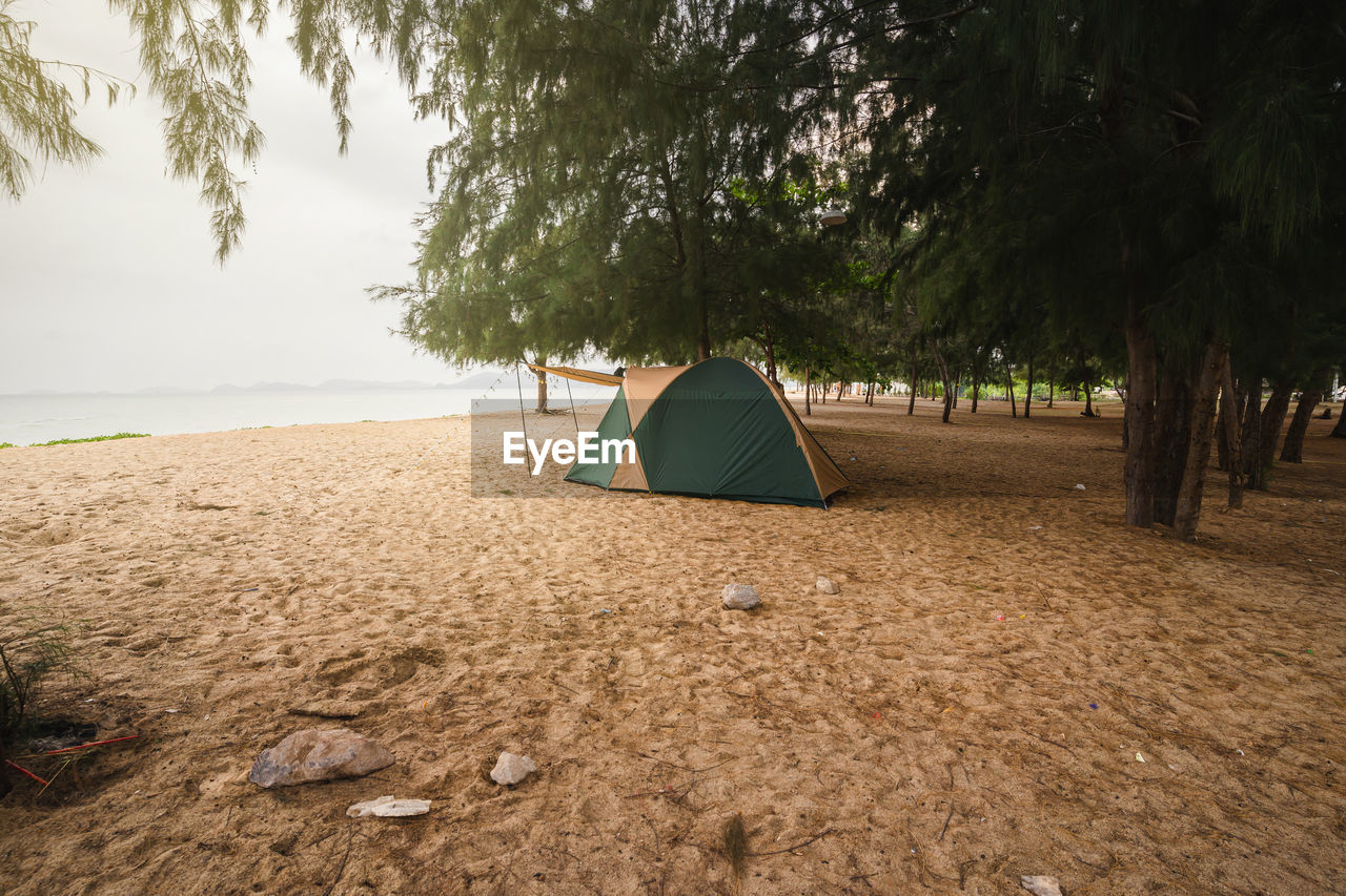 Tourist tents on the sandy beach under a pine forest, seaside camping on vacation.