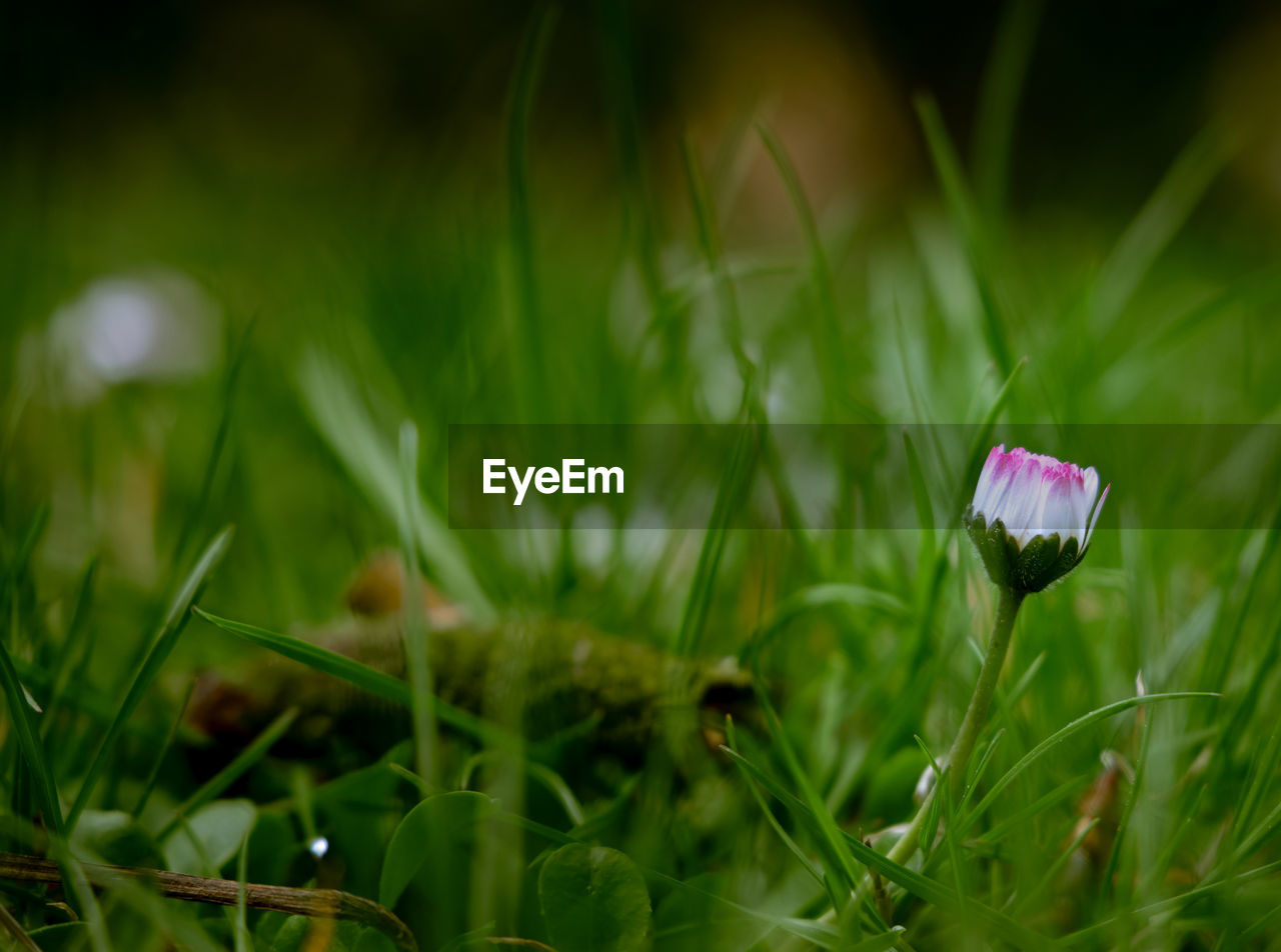 Close-up of pink crocus flowers on field