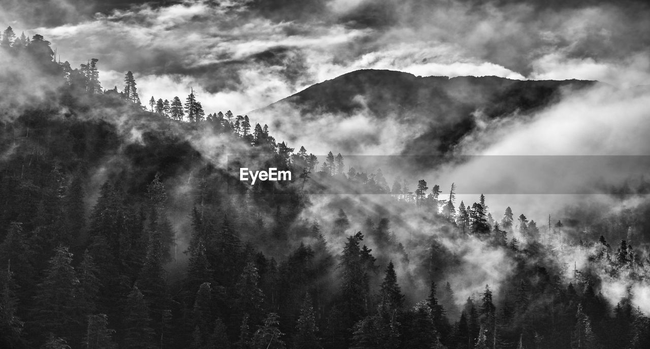 Scenic view of trees and mountain against cloudy sky during foggy weather