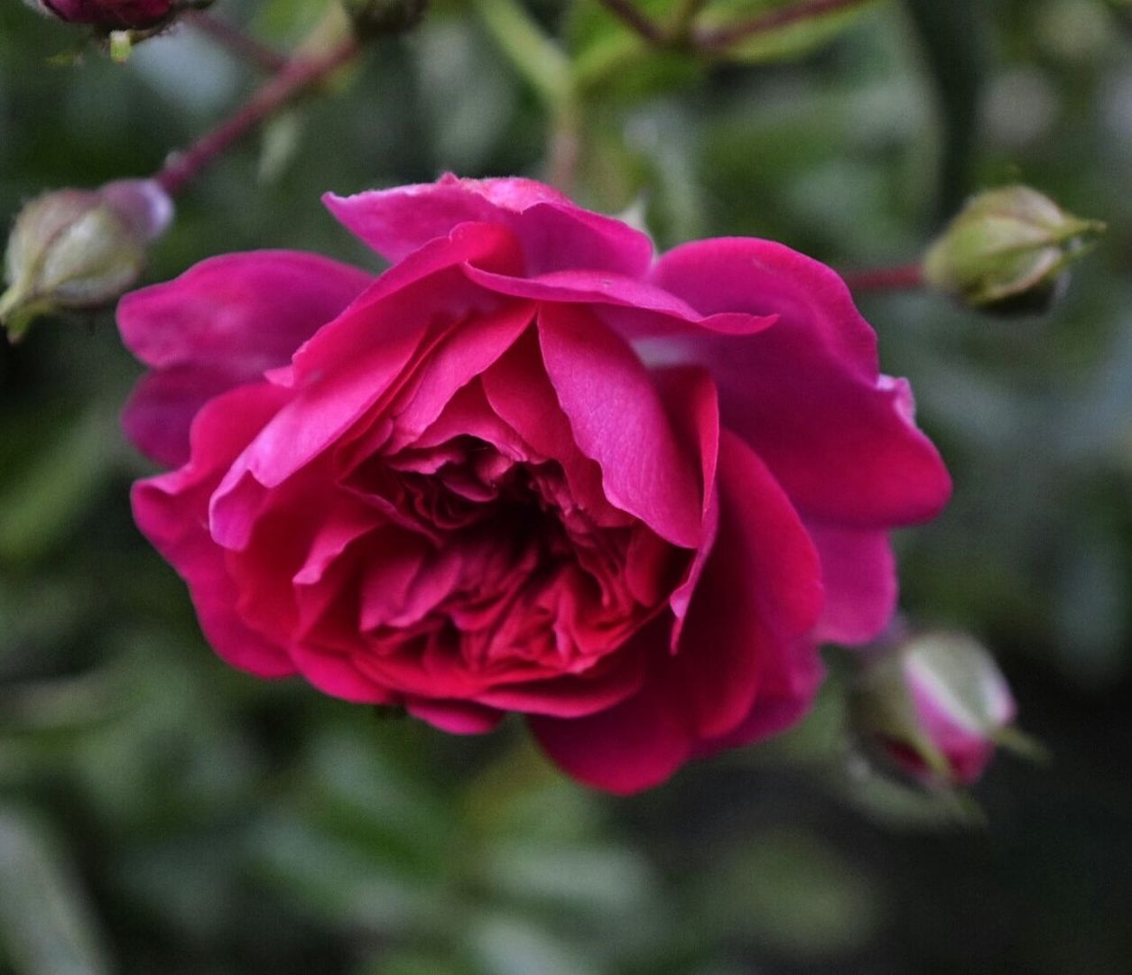 CLOSE-UP OF PINK FLOWERS BLOOMING