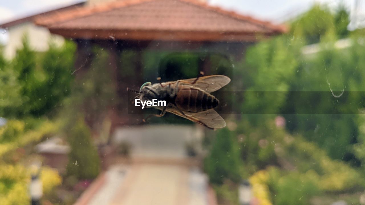 CLOSE-UP OF BUTTERFLY ON WINDOW OF A GLASS