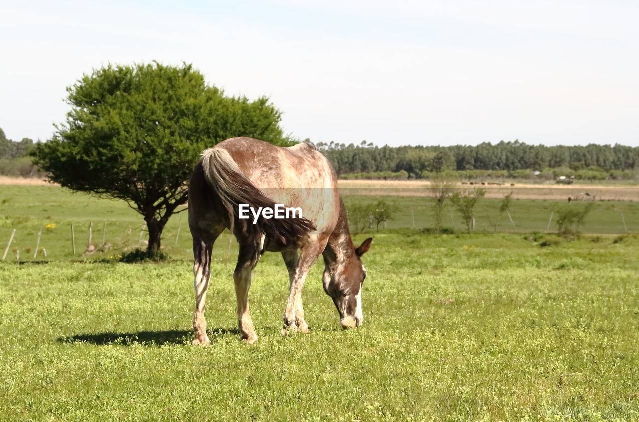 VIEW OF HORSE GRAZING IN FIELD