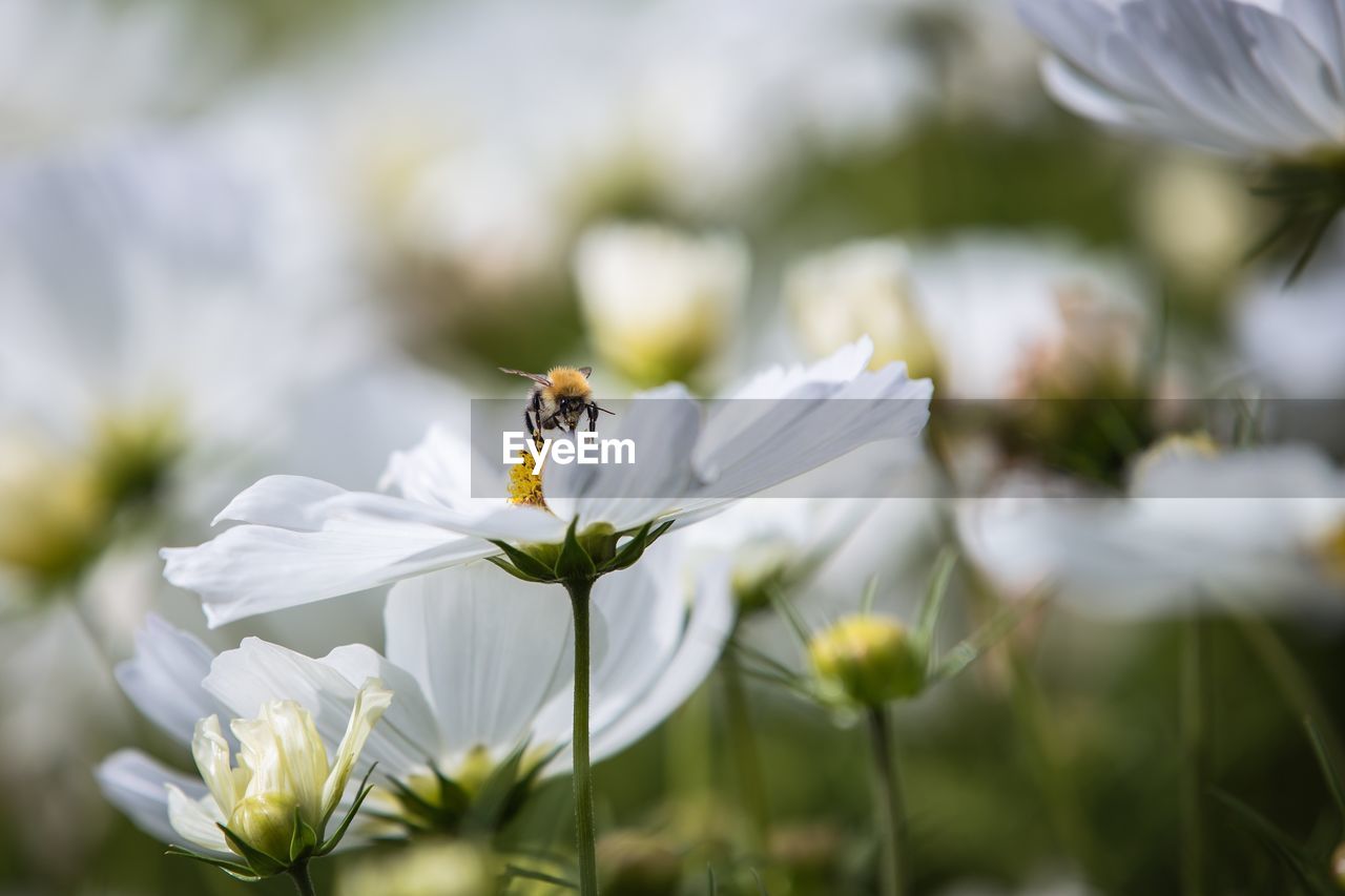 CLOSE-UP OF BEE POLLINATING FLOWER