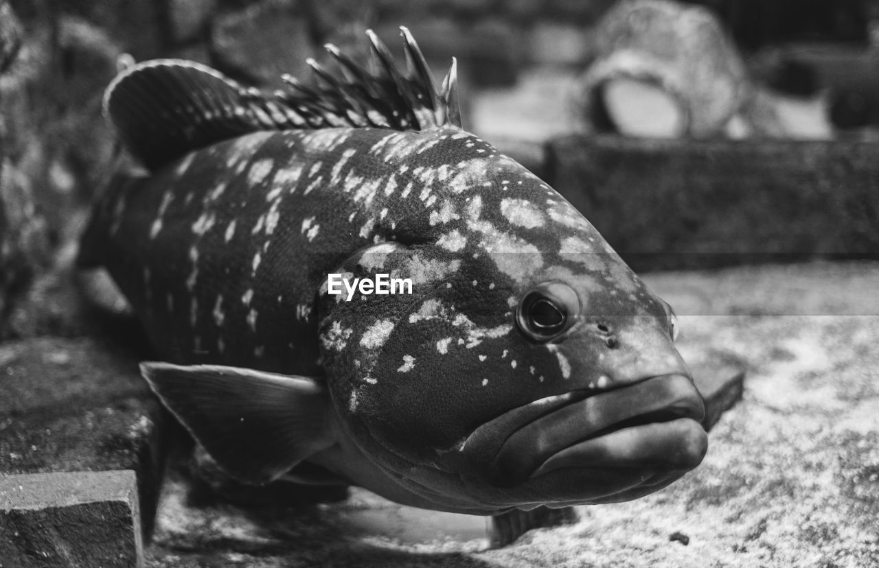 Close-up of a grouper fish swimming 