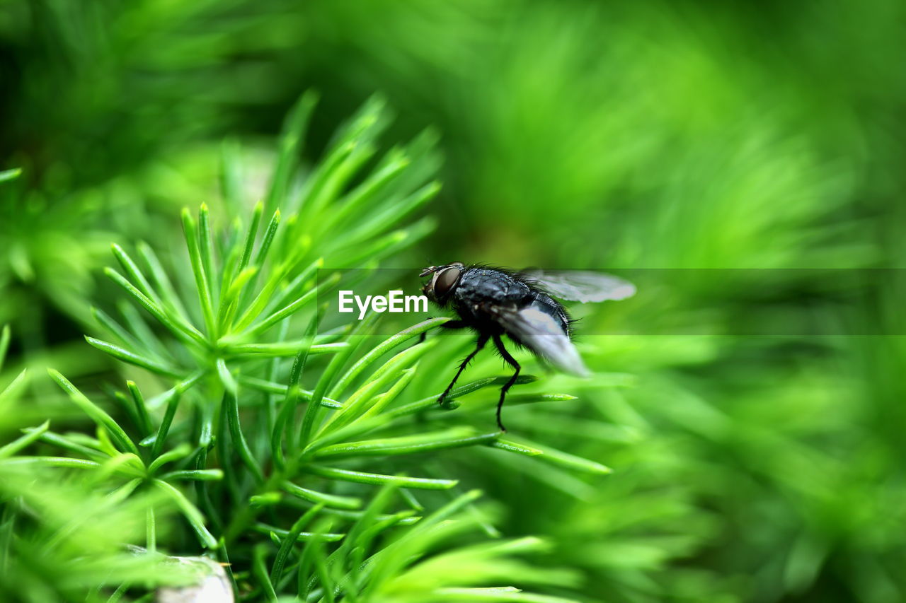 Close-up of fly on plant