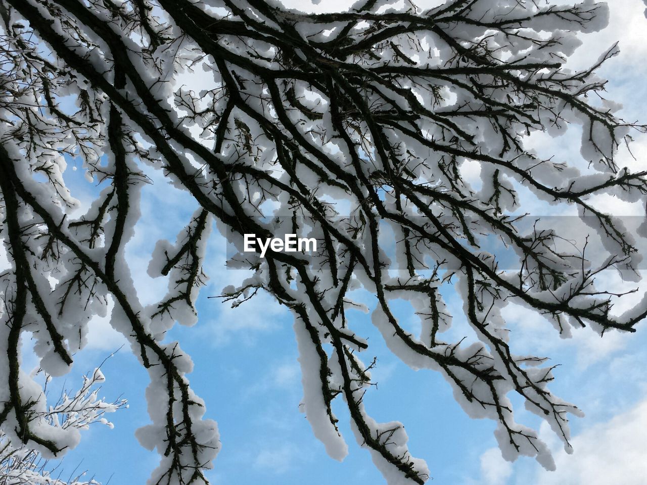 Snow covered tree branch against sky