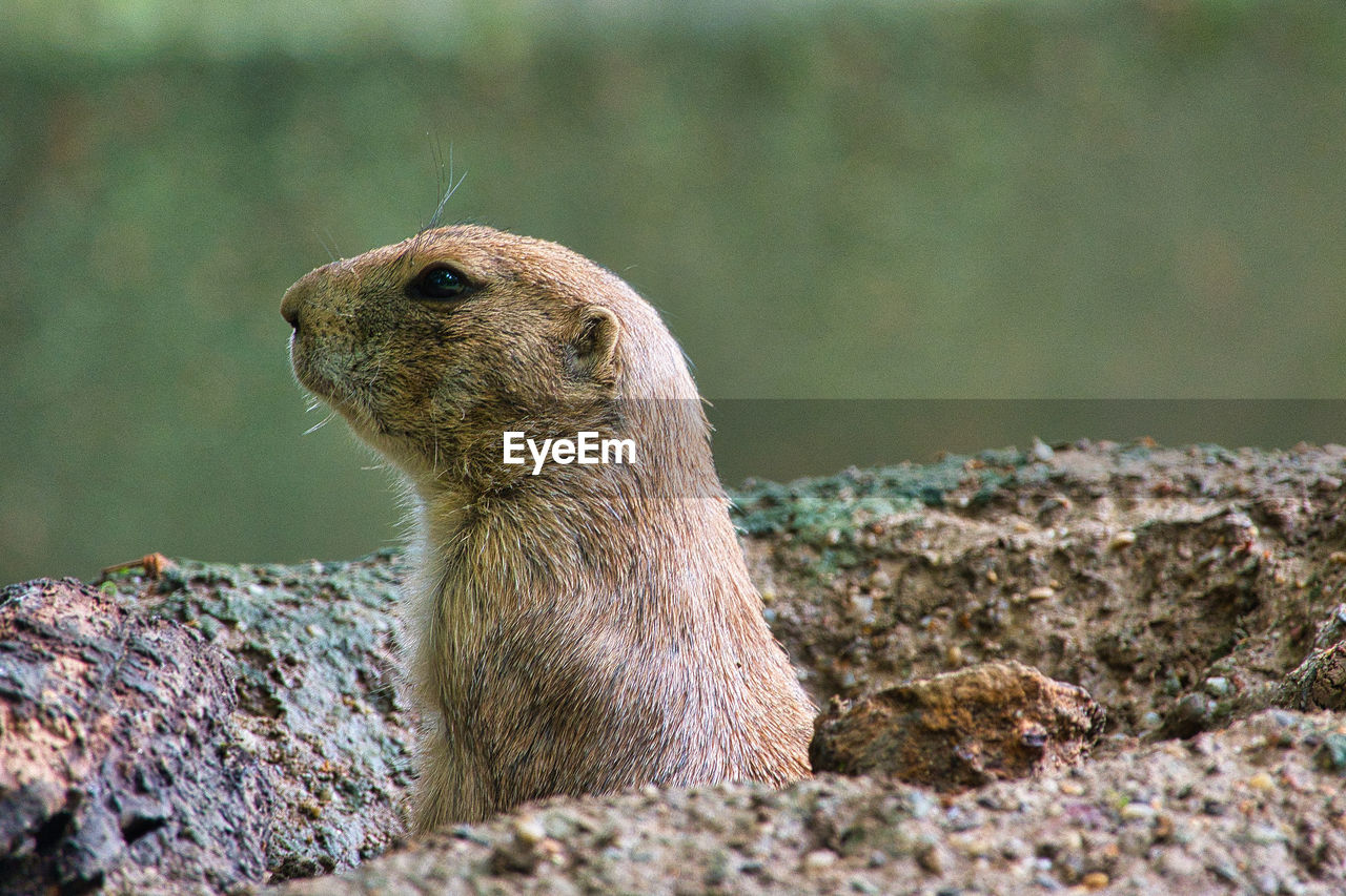 Prairie dog is watching out of his cave