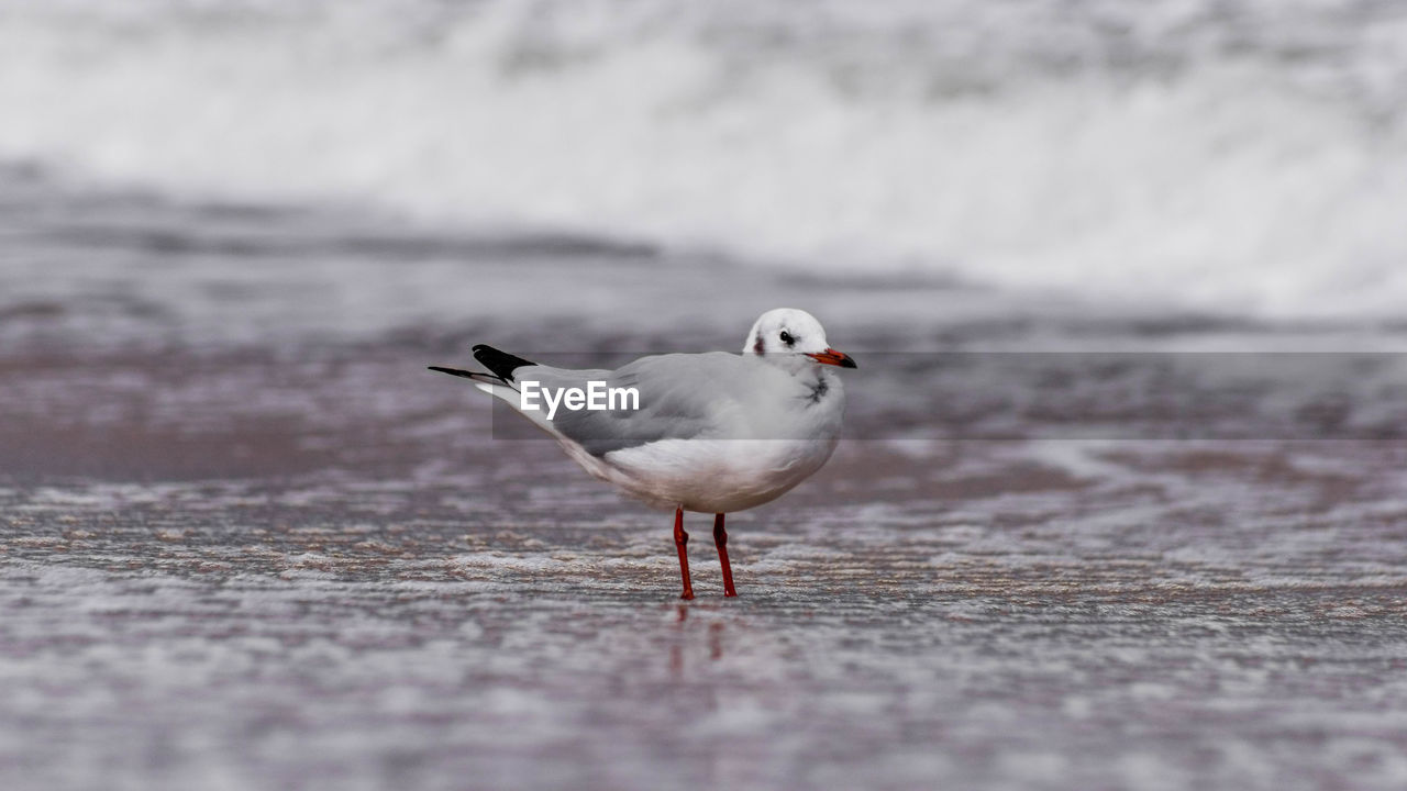 Seagull perching on a beach