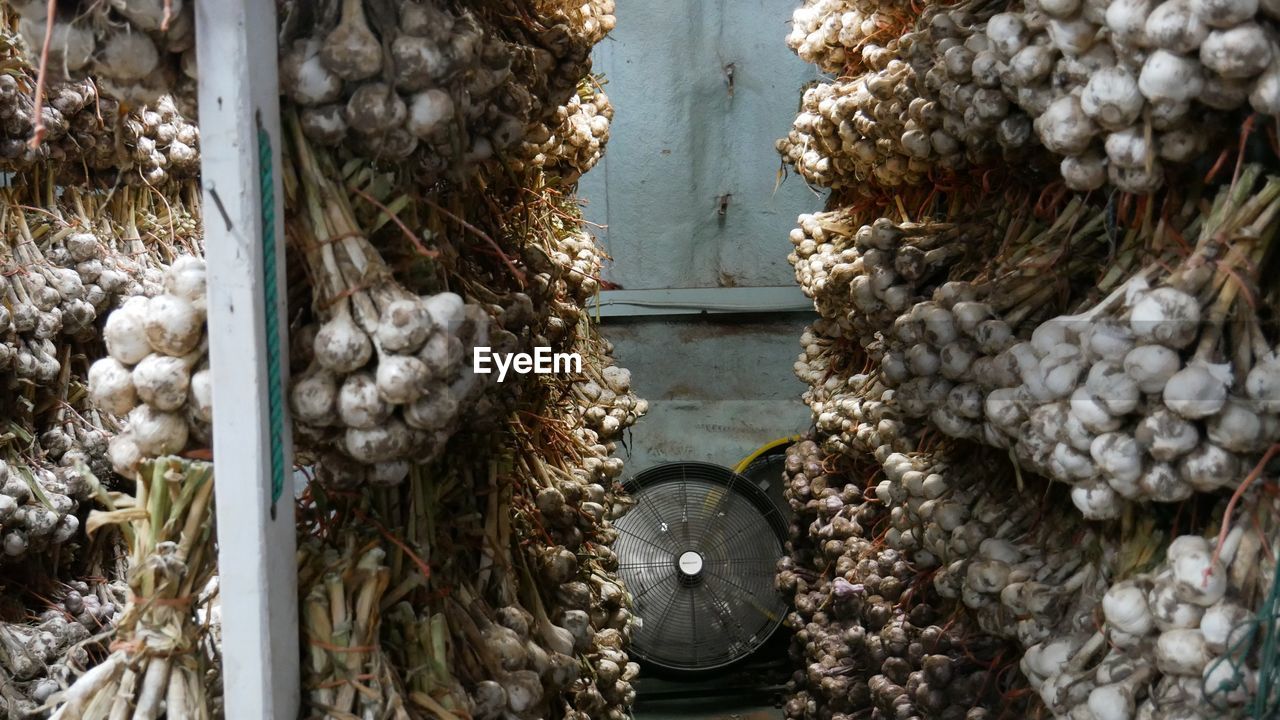 Full frame shot of garlic drying in a barn