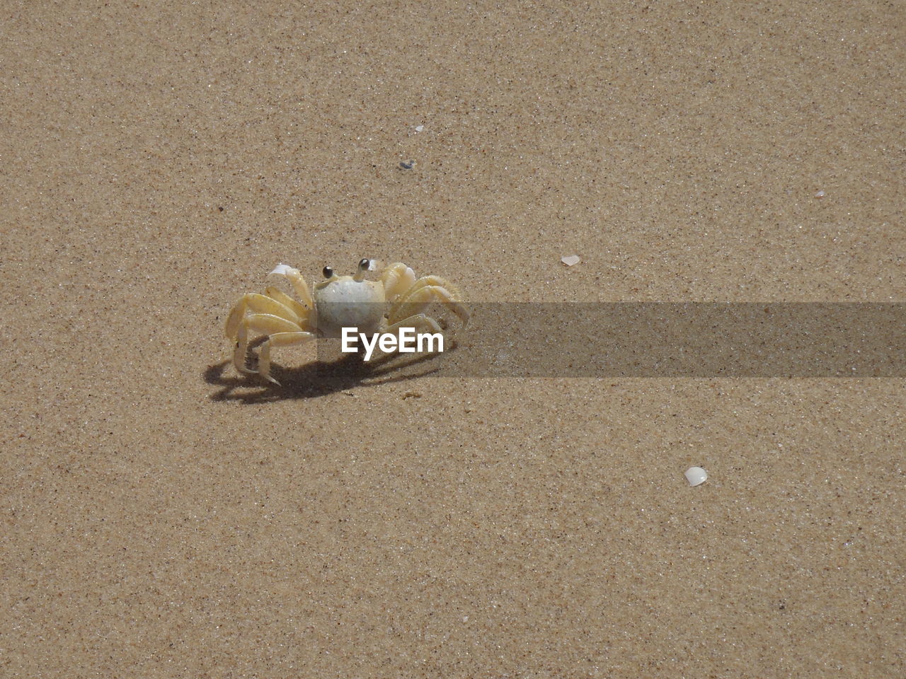 Close-up of crab on sand