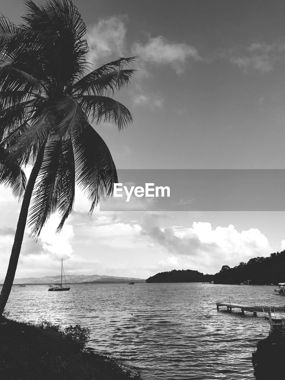 PALM TREE ON BEACH AGAINST SKY