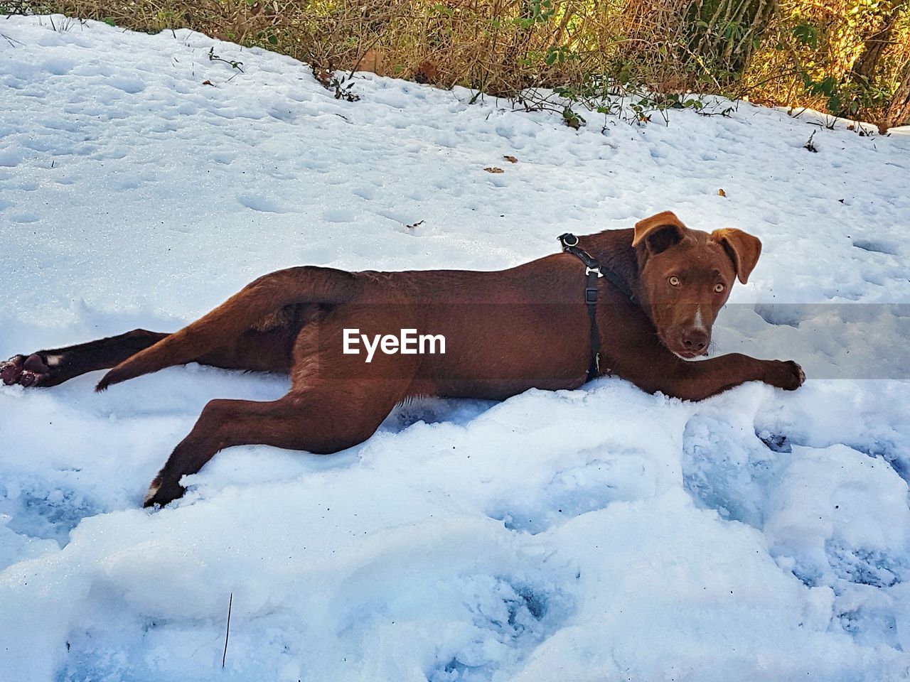 High angle portrait of dog resting on snow covered field