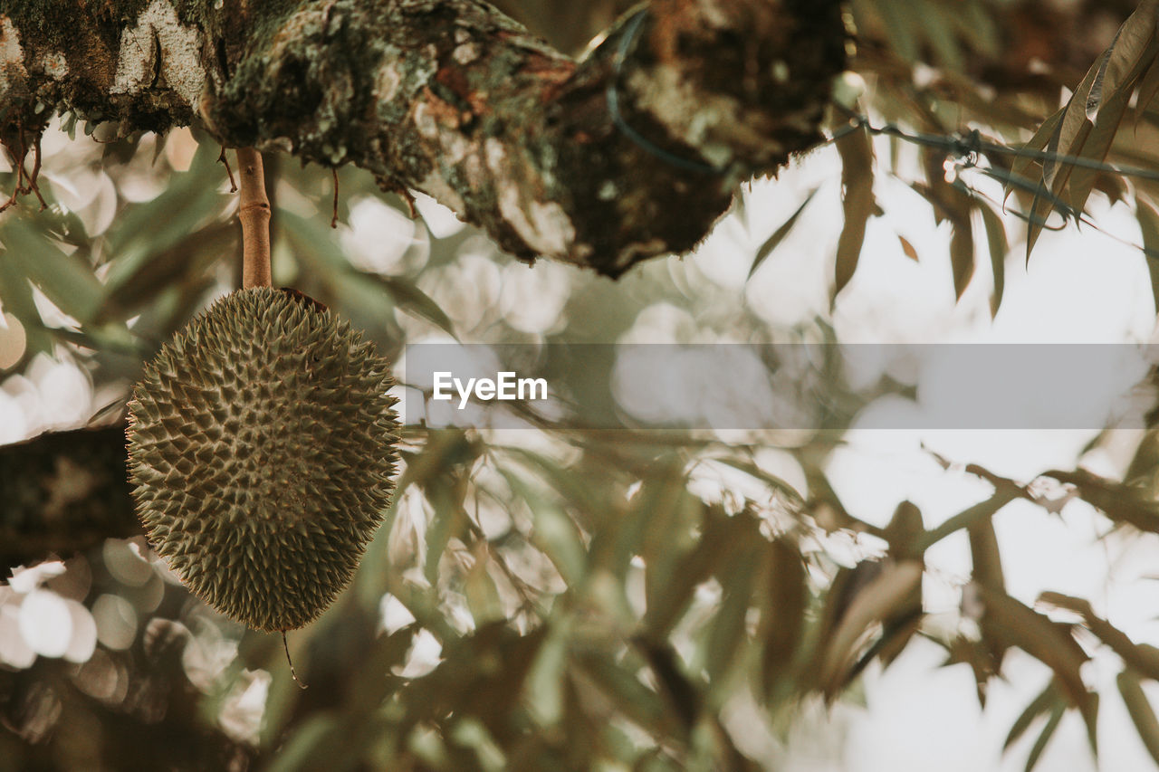 Durian growing on tree