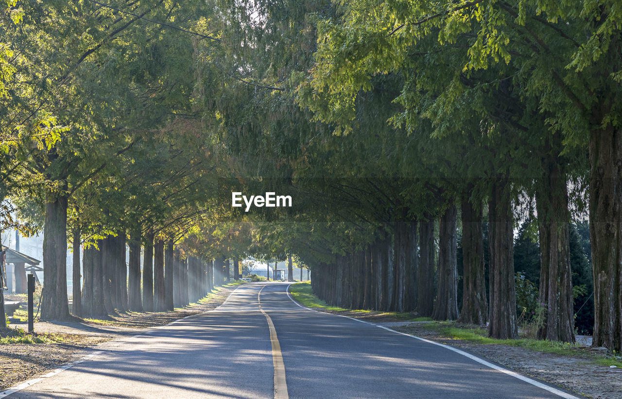 STREET AMIDST TREES