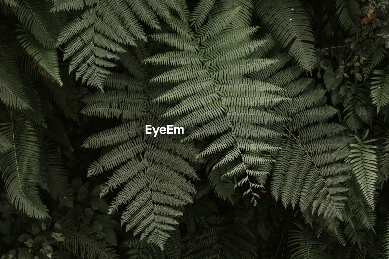 Full frame shot of tree leaves