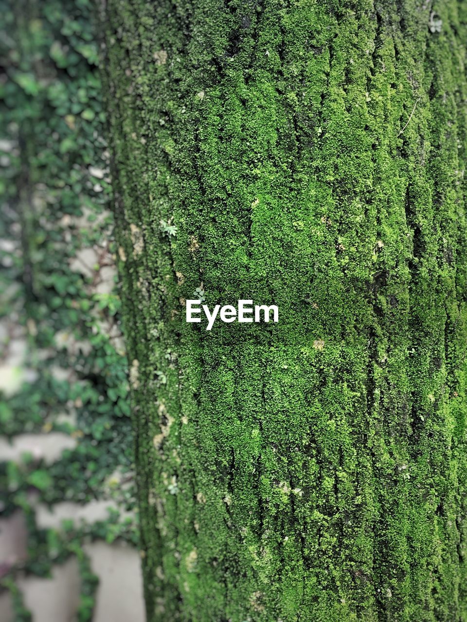 FULL FRAME SHOT OF TREE TRUNK IN FOREST