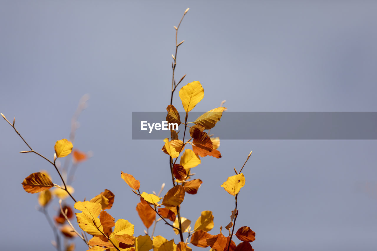 LOW ANGLE VIEW OF YELLOW PLANT AGAINST SKY