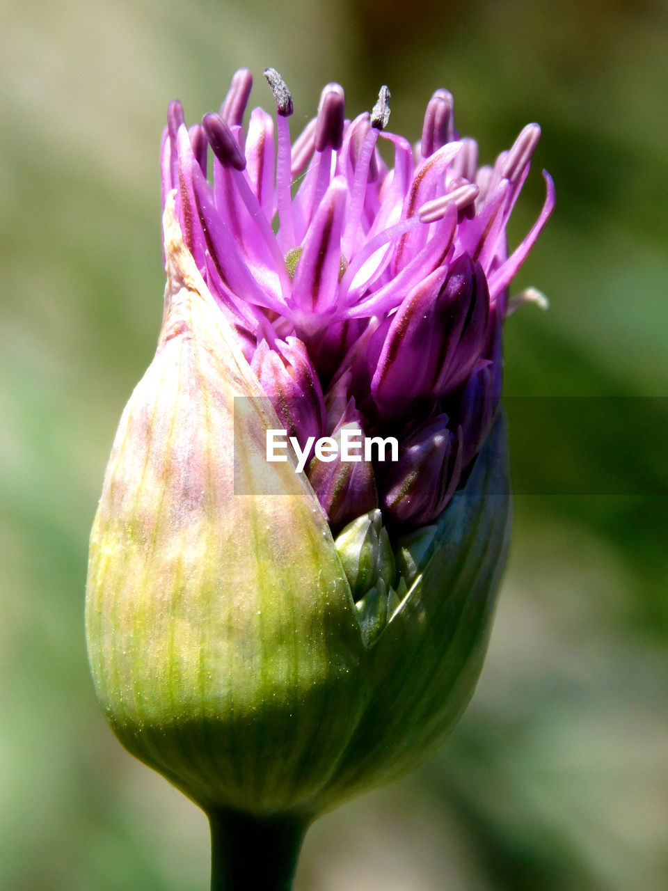 CLOSE-UP OF PINK FLOWER