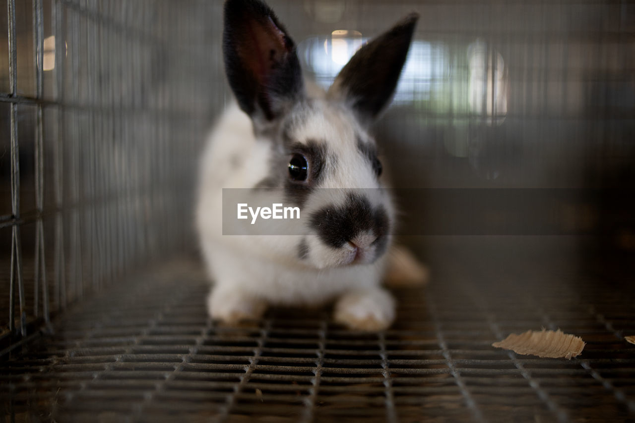 Close-up portrait of rabbit in cage