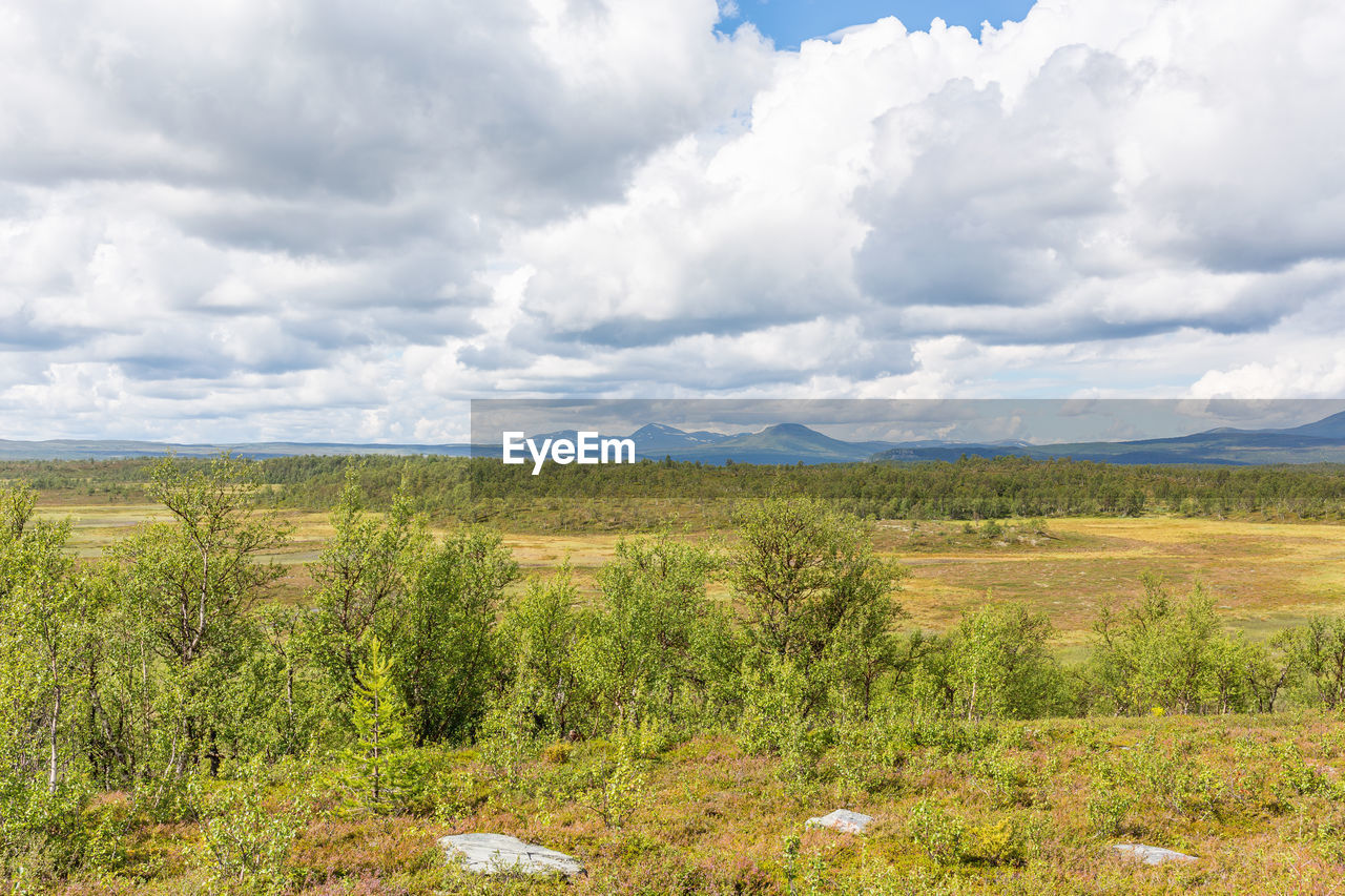 Birch trees in a wild mountainous landscape view