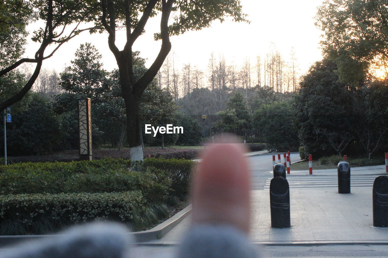 MAN WALKING ON STREET BY TREES IN PARK