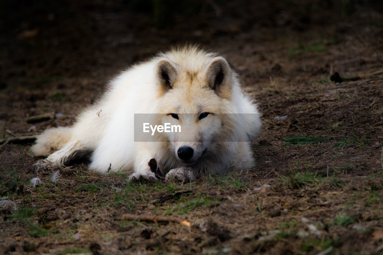 Wolf lying on field