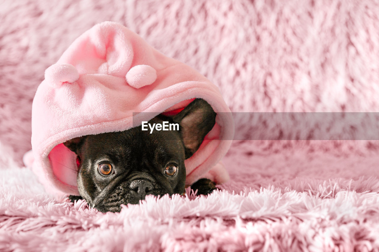 French bulldog in bathrobe on couch