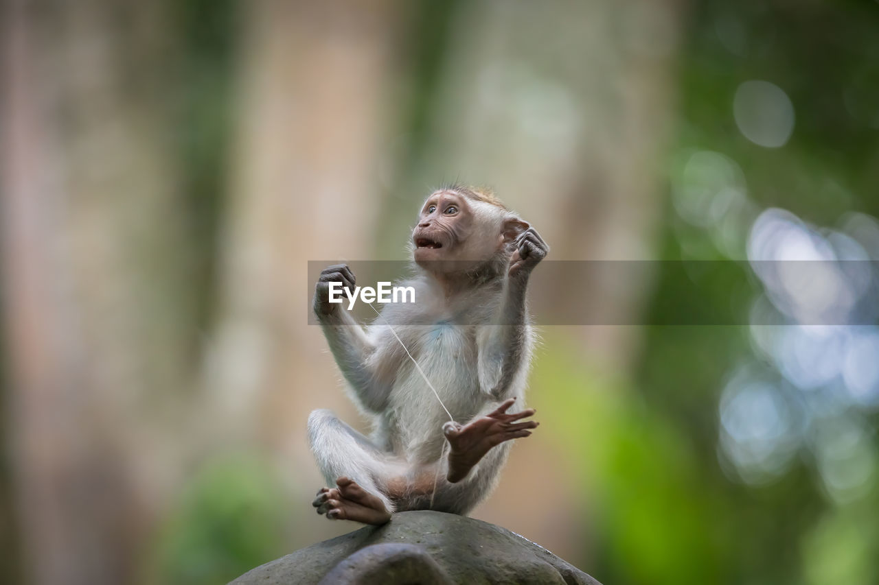 Monkey sitting in a forest