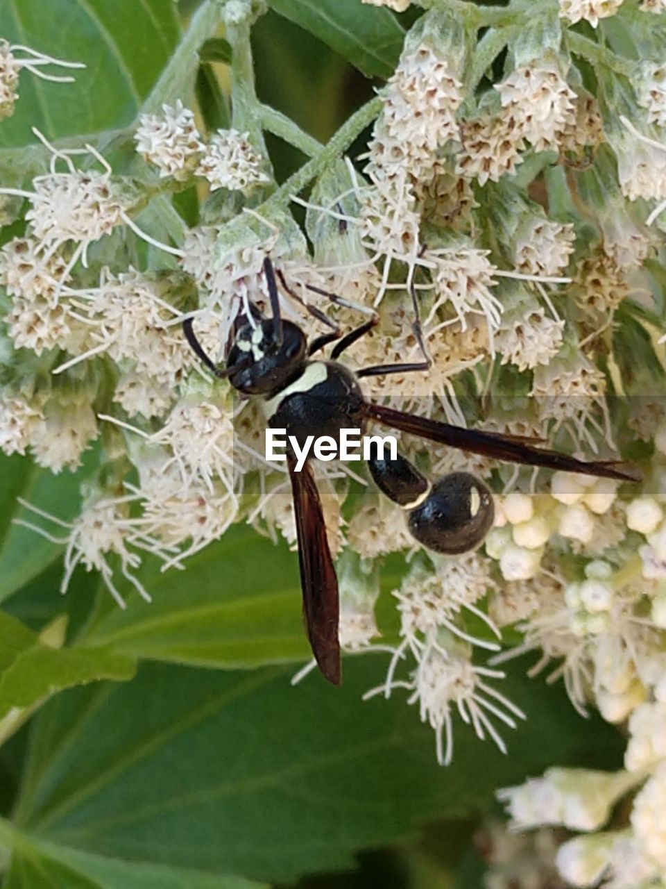 CLOSE-UP OF INSECT POLLINATING FLOWERS