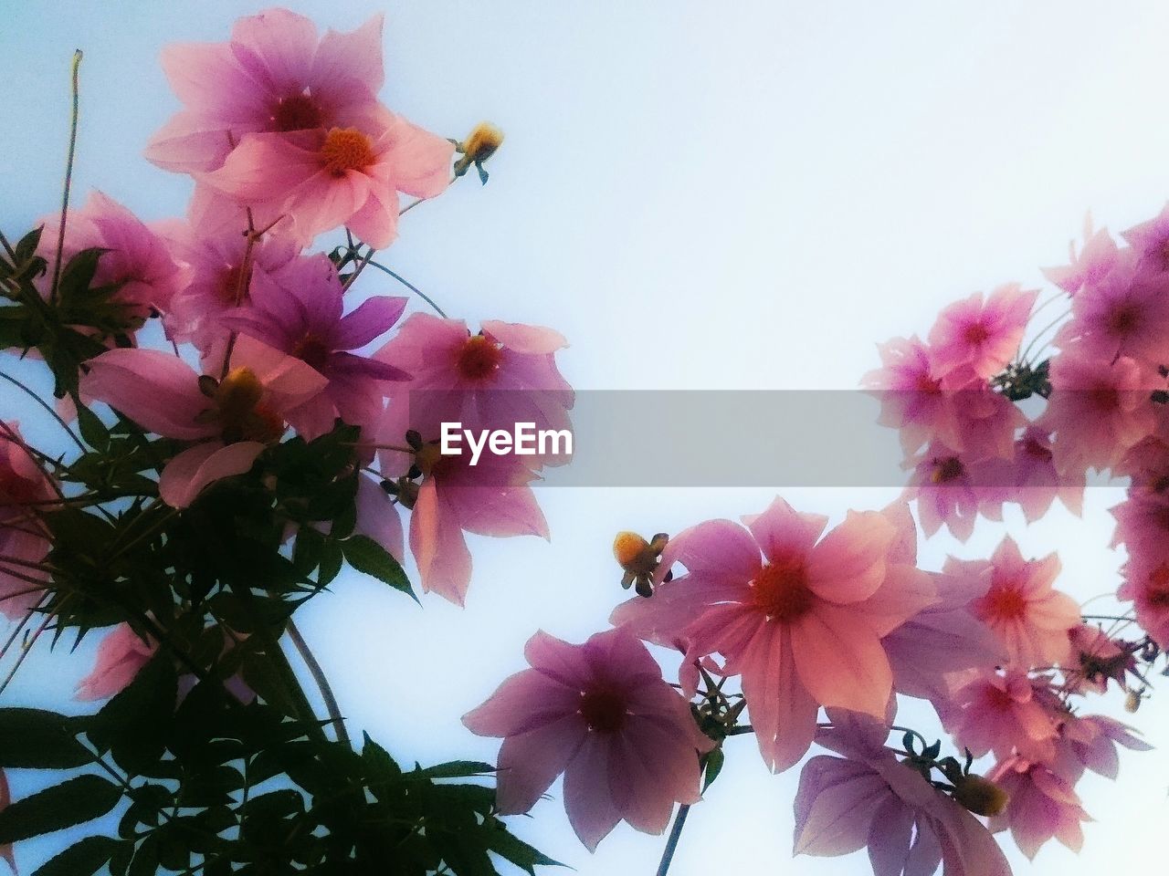 LOW ANGLE VIEW OF PINK FLOWERS ON TREE