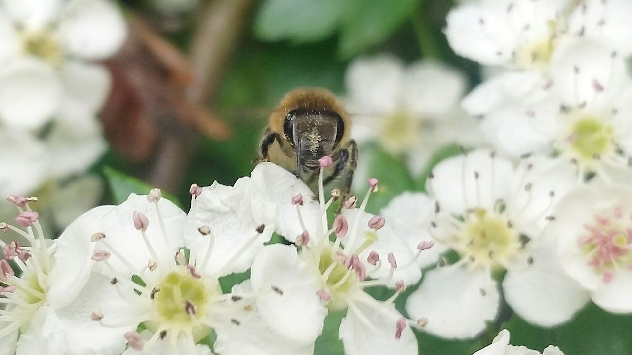 CLOSE-UP OF WHITE FLOWERS BLOOMING