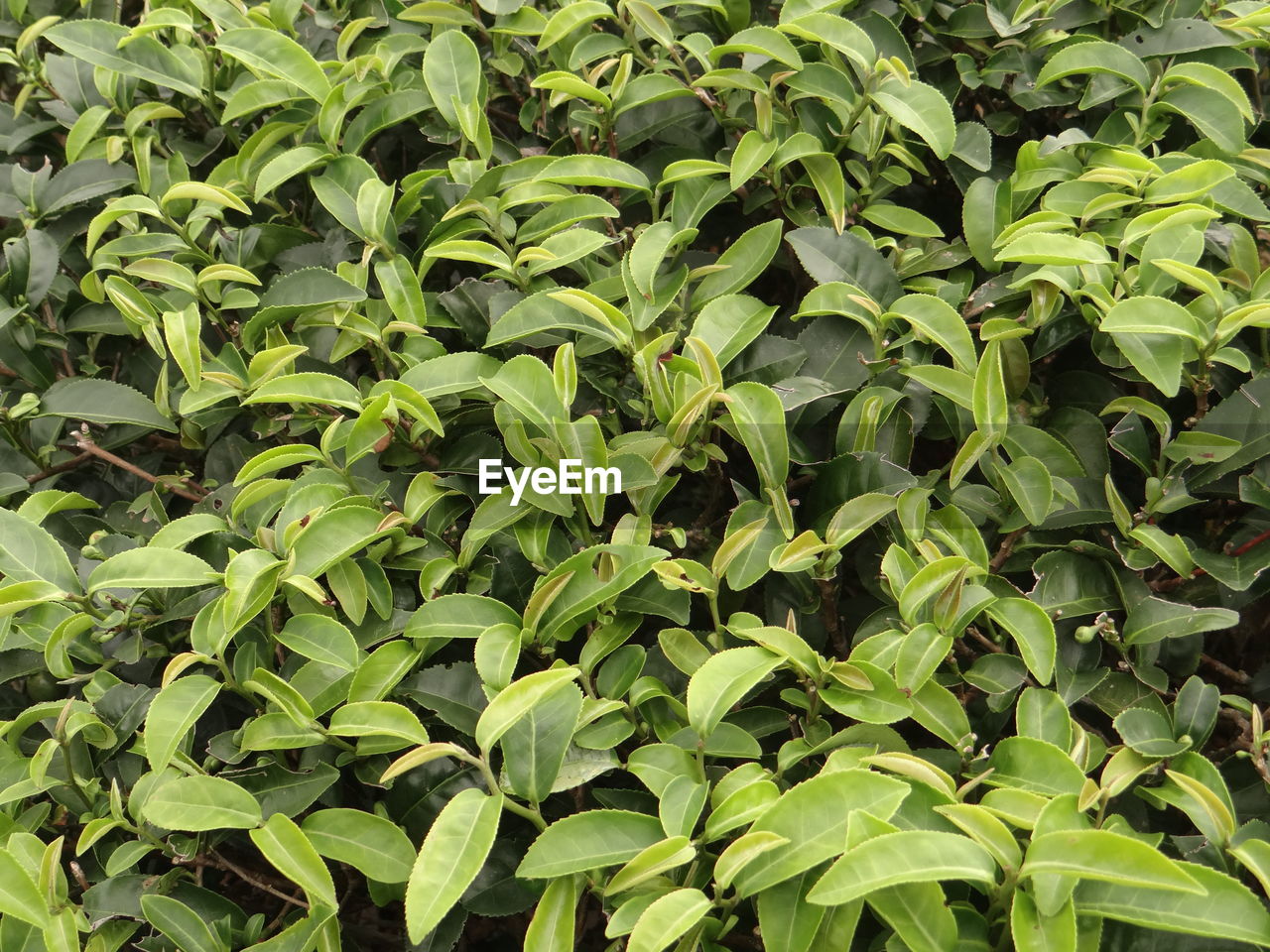 With abundant rainfall in spring, tea trees begin to sprout new buds