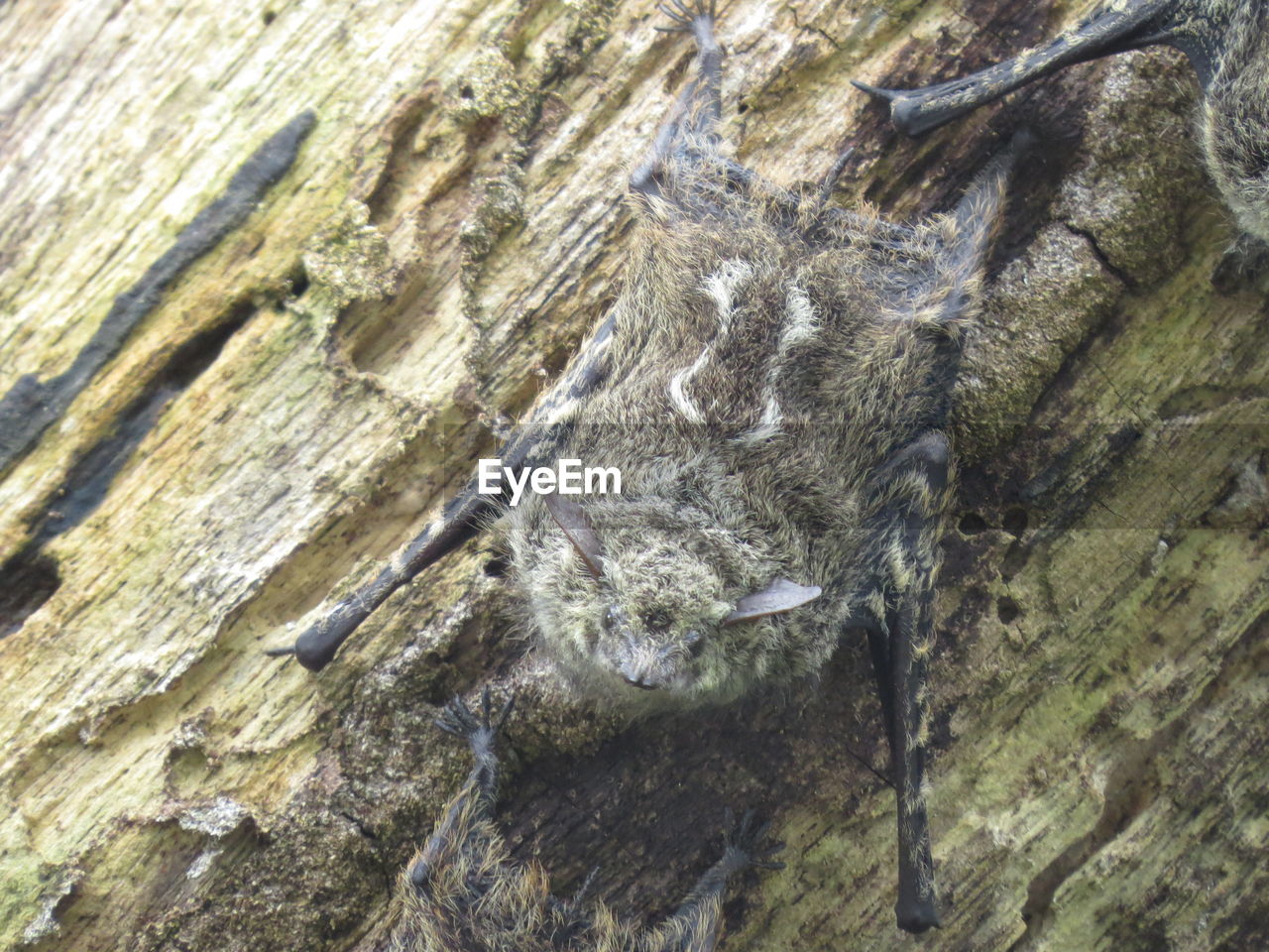 Extreme close up of tree trunk