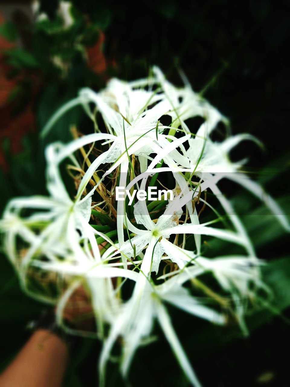 CLOSE-UP OF GREEN PLANT