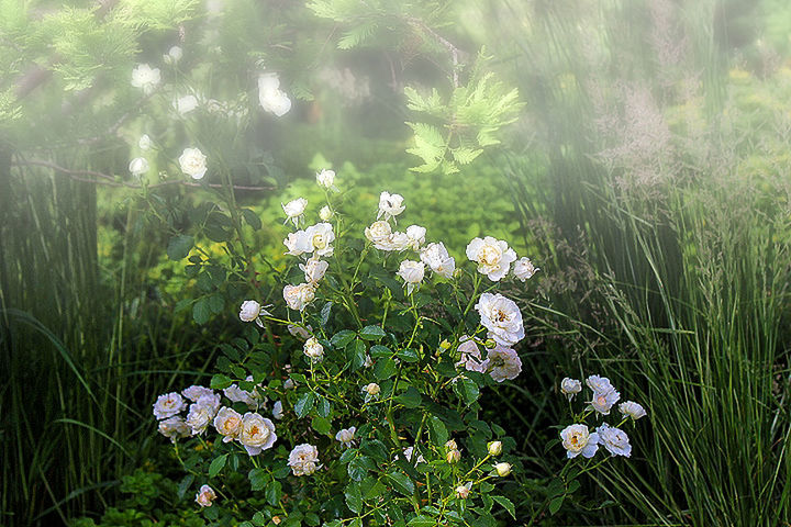 CLOSE-UP OF WHITE DAISY FLOWERS