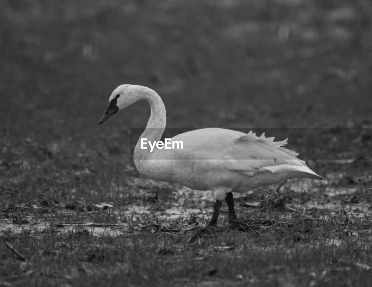 CLOSE-UP OF MALLARD DUCK ON FIELD