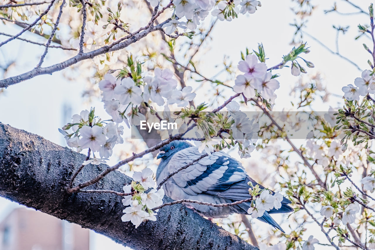 A pigeon resting in a sakura tree branch