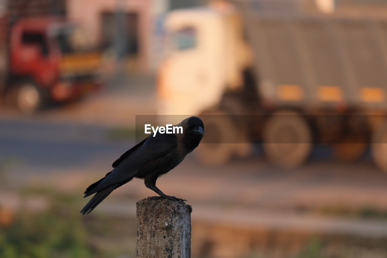 CLOSE-UP OF BIRD PERCHING