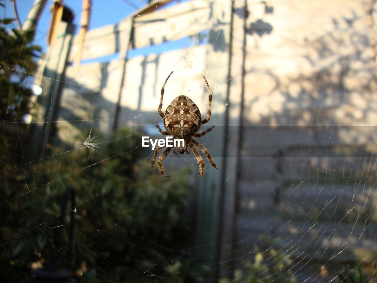 CLOSE-UP OF SPIDER ON WEB AGAINST PLANTS