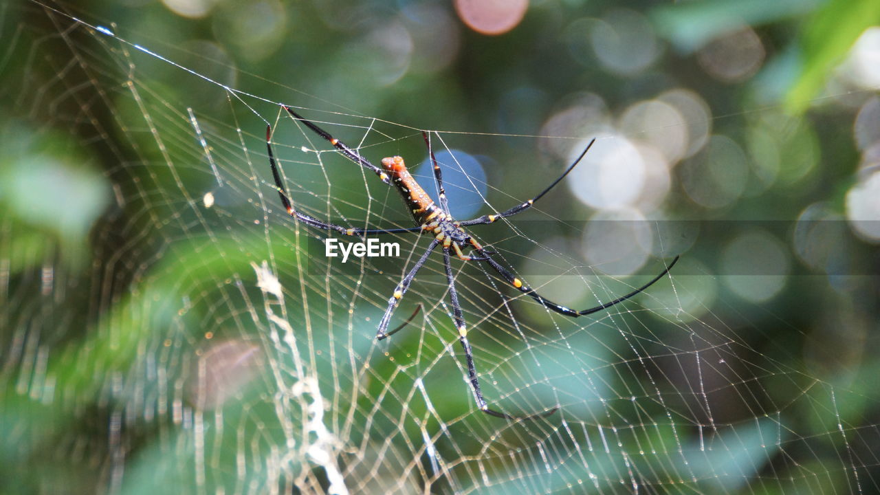 Close-up of spider on web