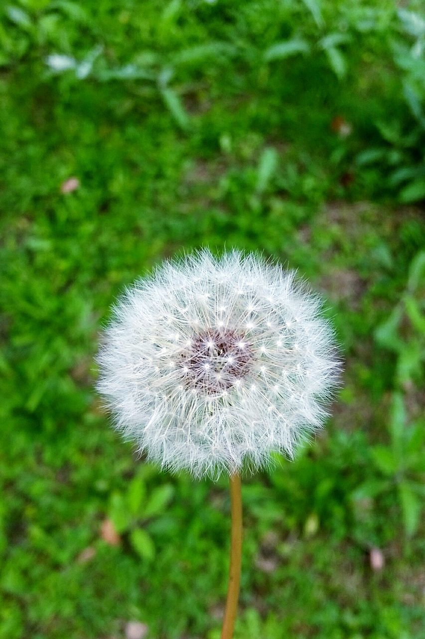 Close-up of dandelion growing on field