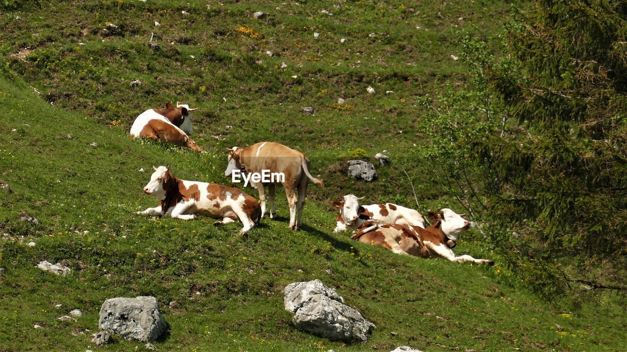 HIGH ANGLE VIEW OF HORSES ON FIELD