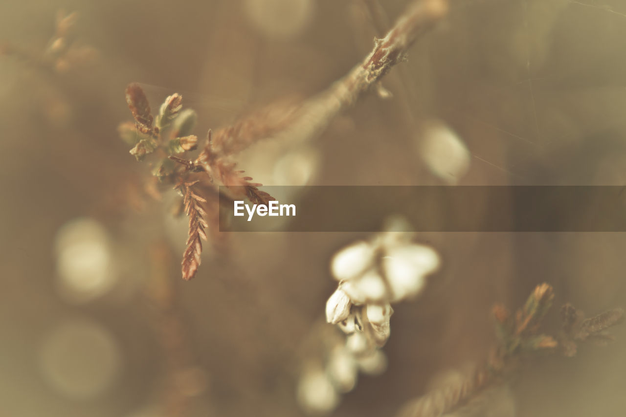 CLOSE-UP OF RED FLOWERING PLANT AGAINST BLURRED BACKGROUND